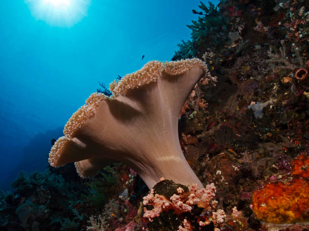 istock Leather coral, Lederkoralle (Alcyoniidae) 838015884