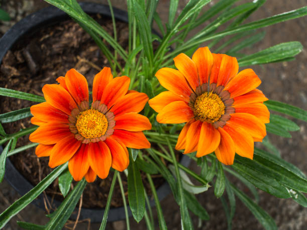 istock The Orange Treasure flowers 838016256