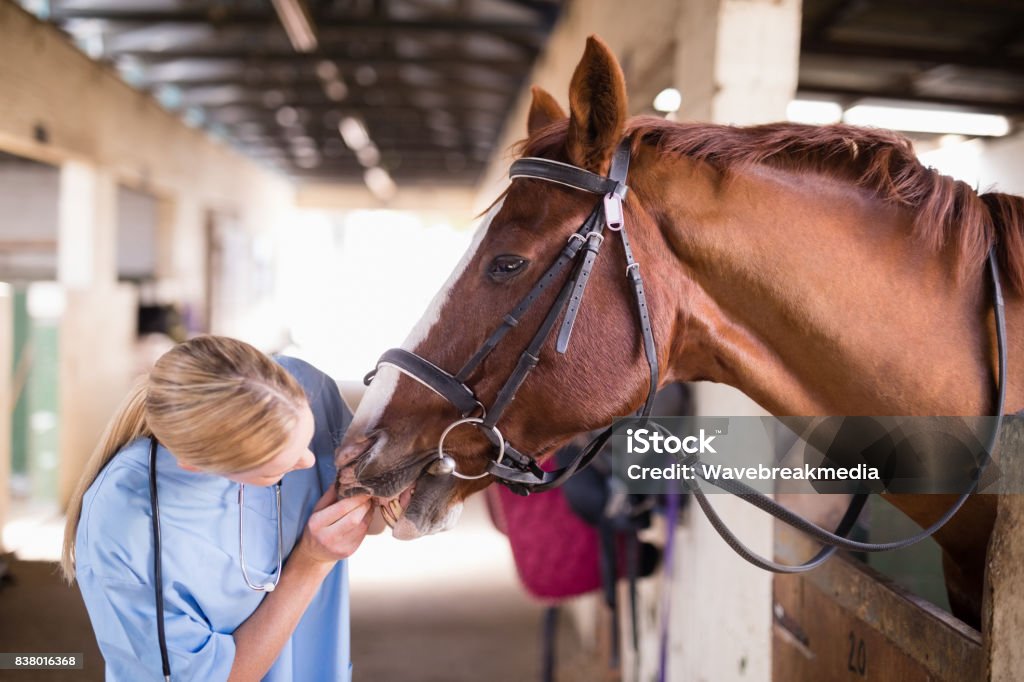 Mujer vet comprobar los dientes de caballo - Foto de stock de Caballo - Familia del caballo libre de derechos