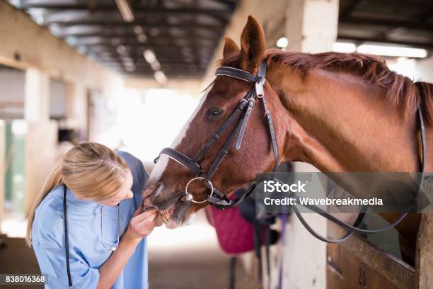 Mujer Vet Comprobar Los Dientes De Caballo Foto de stock y más banco de imágenes de Caballo - Familia del caballo - Caballo - Familia del caballo, Veterinario, Cuidado