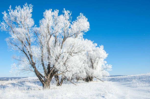 istock The winter sun frost. cold 838016590