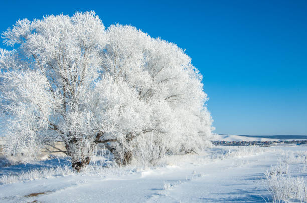 istock The winter sun frost. cold 838016622