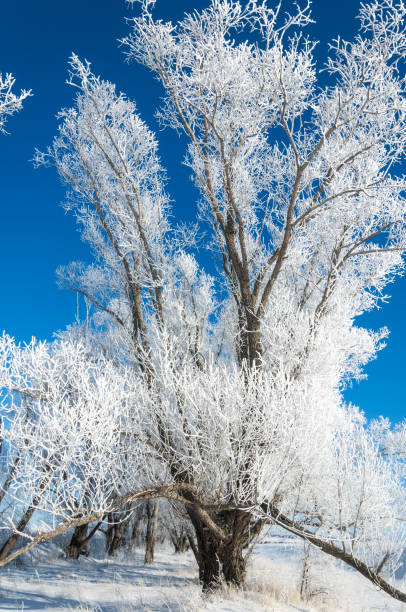 istock The winter sun frost. cold 838016630
