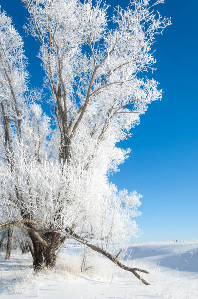 istock The winter sun frost. cold 838016636