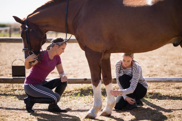 Female vet with woman looking at horse leg Female vet with woman looking at horse leg while crouching on field vet treating horse stock pictures, royalty-free photos & images
