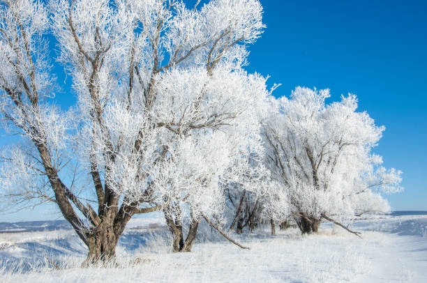 istock The winter sun frost. cold 838016678