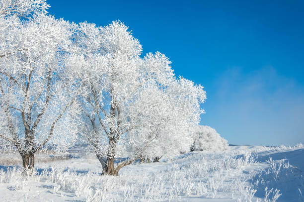 istock The winter sun frost. cold 838016714