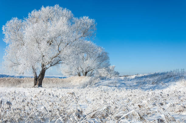 istock The winter sun frost. cold 838016738