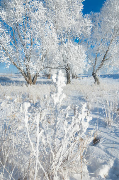 istock The winter sun frost. cold 838016774