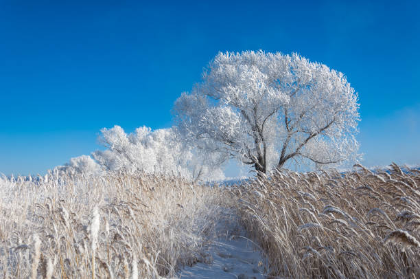 istock The winter sun frost. cold 838016838