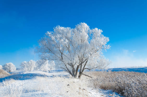 istock The winter sun frost. cold 838016920