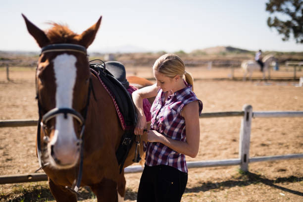 istock Young woman fastening saddle on horse 838017068
