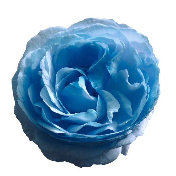 Light Blue Rose Flower On White Isolated Background With Clipping