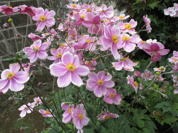 istock Dahlia with pink petals 838017700