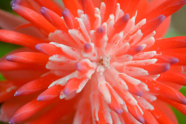 istock Red bromiliad flower  nature background 838020234