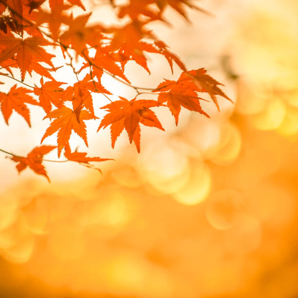 istock autumnal background, slightly defocused red marple leaves 838020322