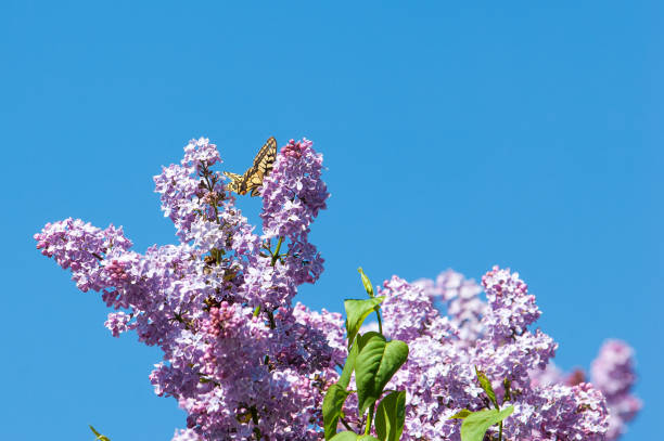 istock Lilac flowers. Swallowtail butterfly (machaon) 838020940