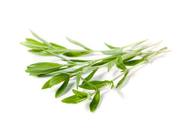 istock Sprig of fresh thyme isolated on a white background 838021174