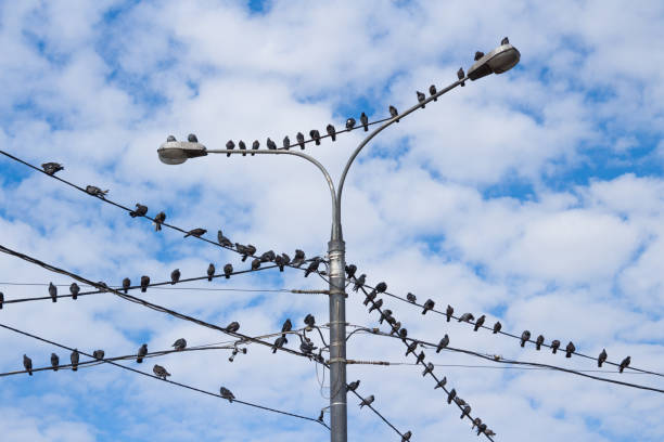 istock Pigeons on electric concrete pole 838023488