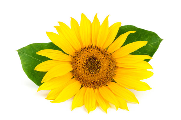 istock sunflower with leaves isolated on white background close-up 838023782