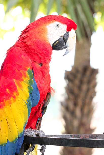 istock Scarlet macaw (Ara macao) A Large, Red, Yellow And Blue Parrot Bird 838027686