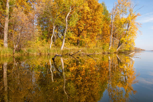 Fall River, Autumn trees in gold Fall River, reflected in the water autumn trees. Autumn trees in gold 3610 stock pictures, royalty-free photos & images