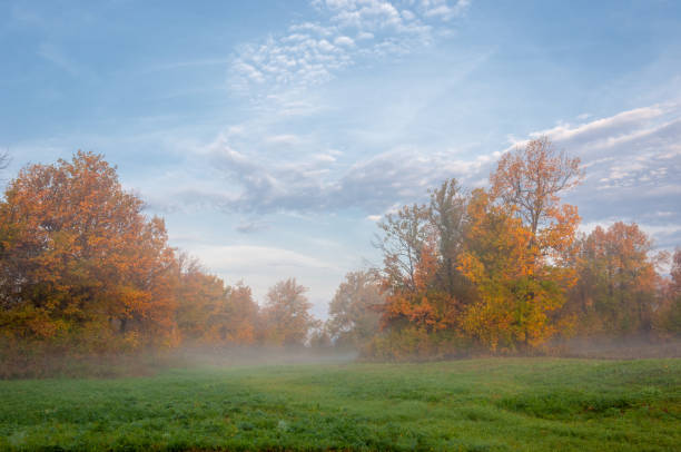 istock Autumn fog in the mixed forest 838028374