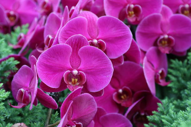 istock Close up of Orchid 838028544