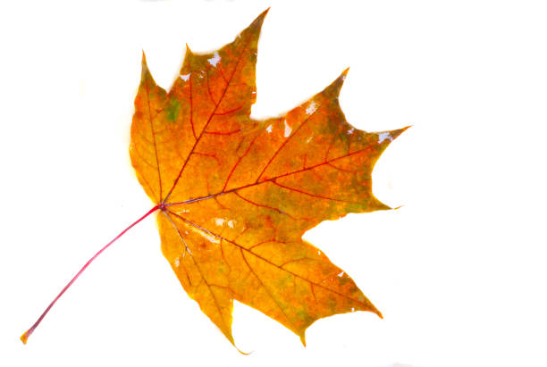 textura, padrão, plano de fundo. poros de folhas de outono, folha de bordo amarelo molhado - 3695 - fotografias e filmes do acervo