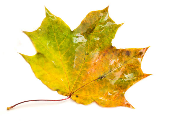 textura, patrón, fondo. poros de hojas de otoño, hoja de arce amarillo húmedo - 3690 fotografías e imágenes de stock