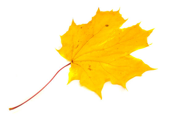 текстура, рисунок, фон. осенние листья поры, влажный желтый кленовый лист - 3694 стоковые фото и изображения