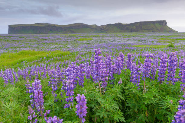 istock Summer Lupines of Iceland 838029136