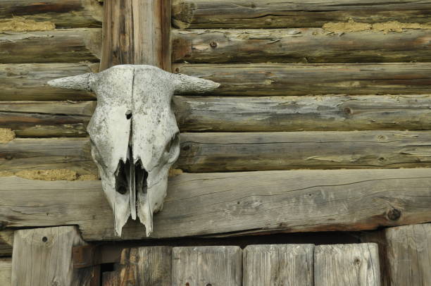 Skull of old horned cow hung over cabin doorway\n\nTaken in Cody, Wyoming.