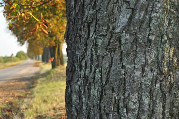 avenue of chestnut trees. chestnuts on the road. autumn walk down the street - tranquil scene sky street road imagens e fotografias de stock