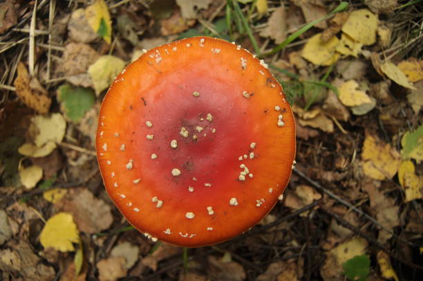 istock red toadstool mushroom in the forest while, inedible, poisonous 838032792