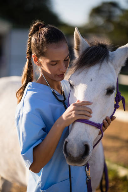 istock Female vet stroking white horse 838033010