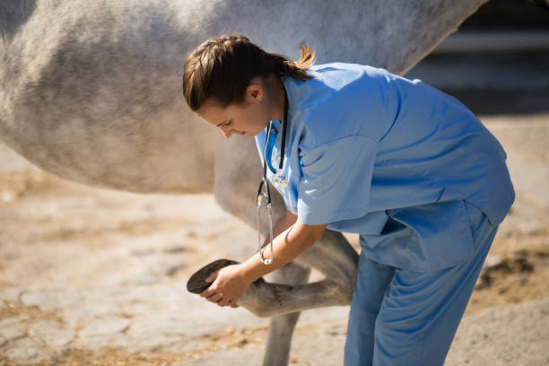 Side view of female vet examining horse hoof Side view of female vet examining horse hoof at barn vet treating horse stock pictures, royalty-free photos & images