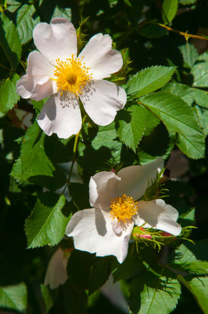 istock dog-rose, briar, brier, canker-rose, eglantine 838039938