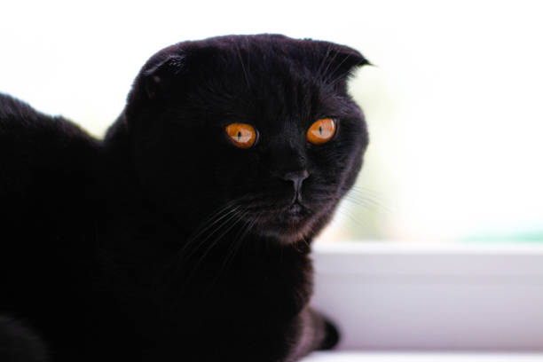 istock Beautiful black Scottish fold cat looking to the side. Thought 838044426