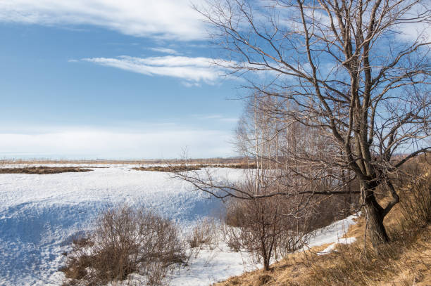 istock Spring in the forest, the grass withered, the last snow, warm spring day, desktop wallpapers. 838054150