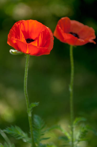 istock poppy. a herbaceous plant with showy flowers 838055268