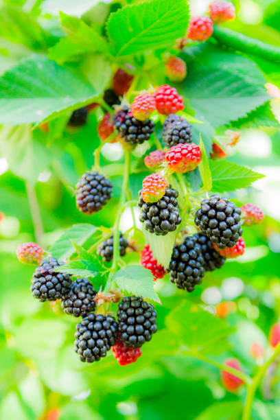 istock Ripe and unripe blackberries on the bushes 838056254