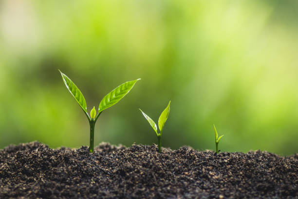 istock plant a tree natural background Plant Coffee seedlings in nature green fresh 838058932