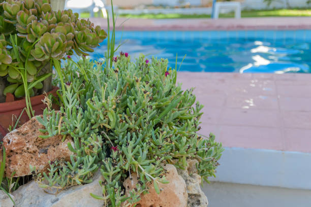 Succulents and a stone side of the pool.