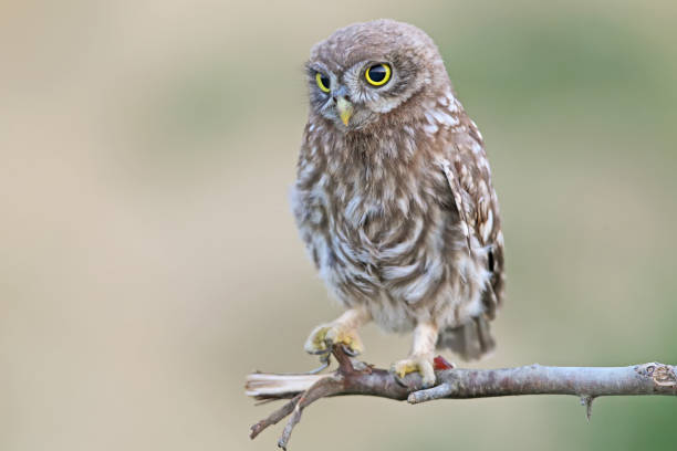 istock Young little owl sit on the branch on nice blurry background. 838067498