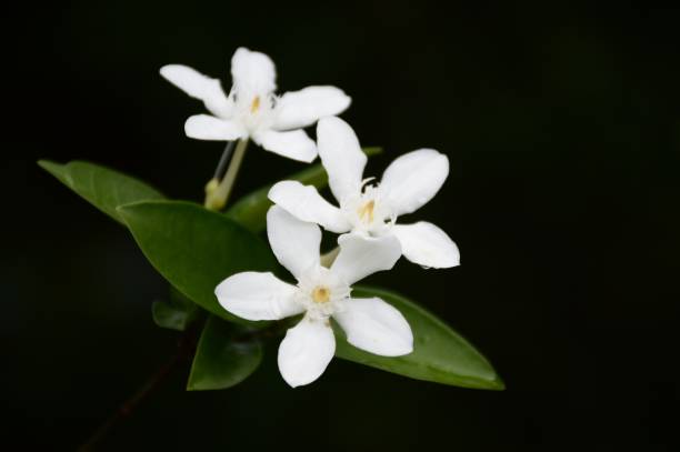 istock Wrightia antidysenterica flower in nature garden 838067756