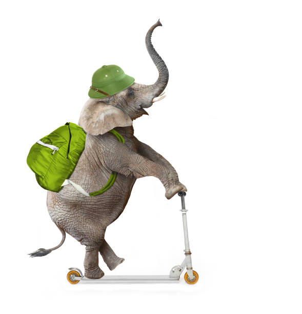 istock Happy elephant as a adventurer on push scooter. 838068192