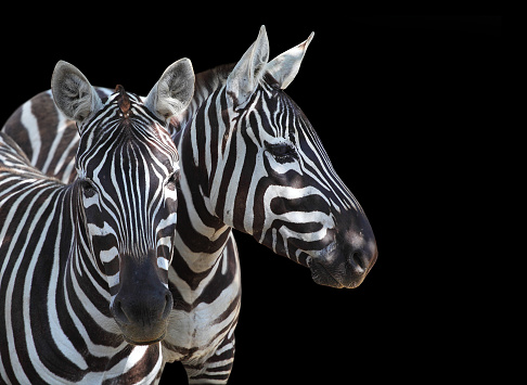 The Plains Zebra, Equus quagga is big mammal from Africa. Animals on black background. Wildlife and safari thematic picture with space for your text.