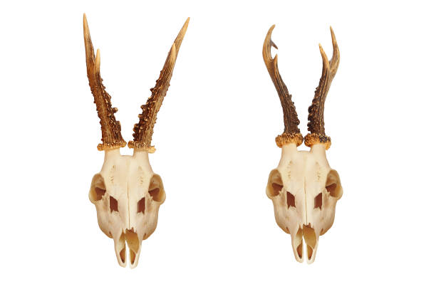 istock The European Roe Deer Capreolus capreolus skull. 838070438