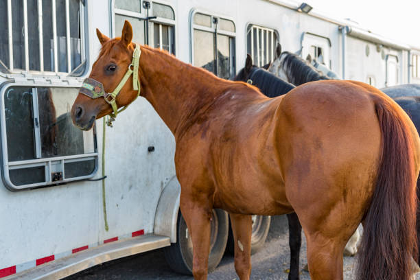 istock Saddled Horse Waiting by a Trailer 838070584